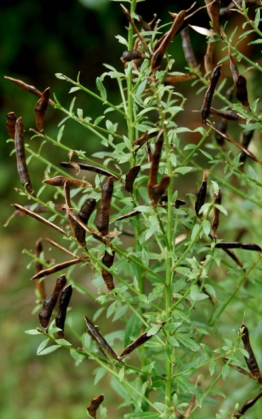 Pflanzenbild gross Färber-Ginster - Genista tinctoria