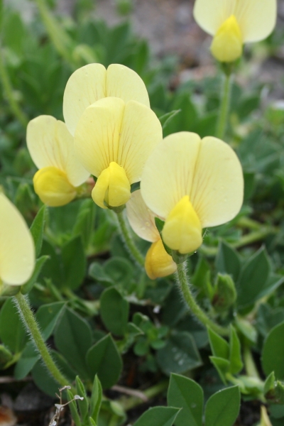 Pflanzenbild gross Gelbe Spargelerbse - Lotus maritimus