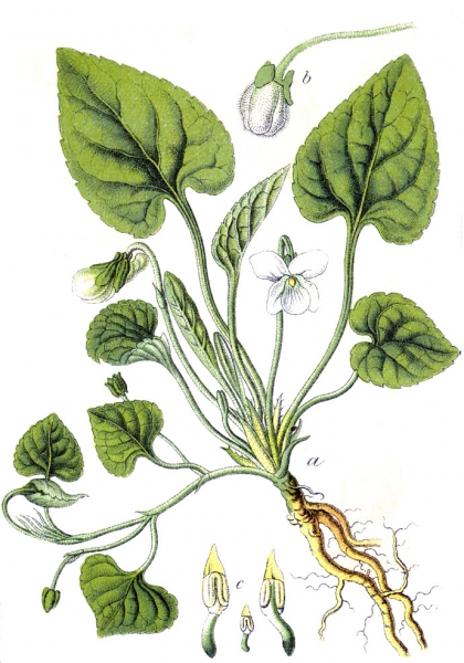 Pflanzenbild gross Weisses Veilchen - Viola alba