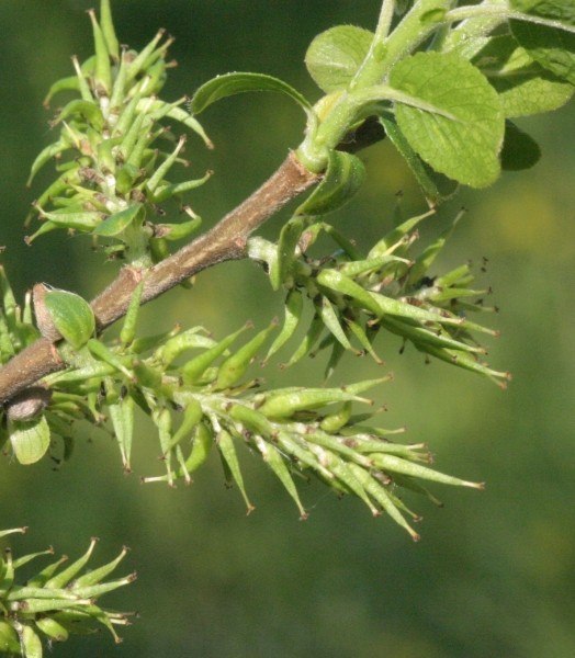 Pflanzenbild gross Schwarzwerdende Weide - Salix myrsinifolia