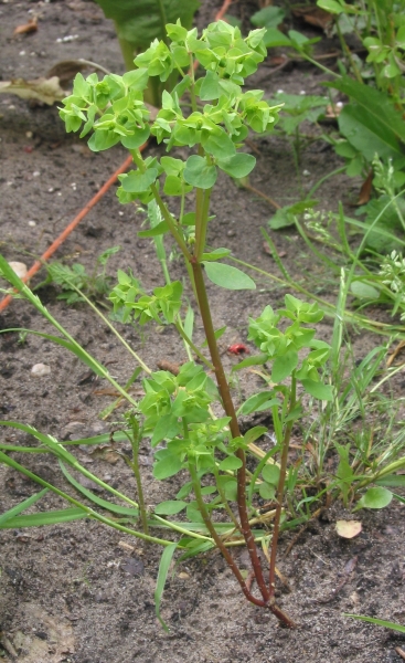 Pflanzenbild gross Garten-Wolfsmilch - Euphorbia peplus