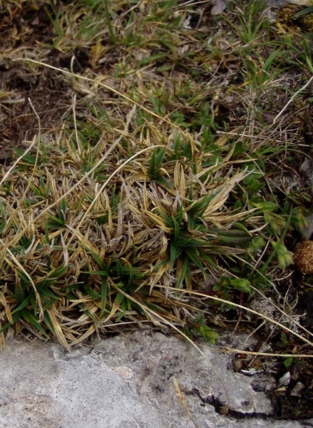 Pflanzenbild gross Polster-Segge - Carex firma