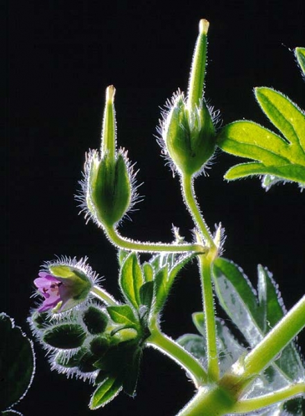 Pflanzenbild gross Kleiner Storchschnabel - Geranium pusillum