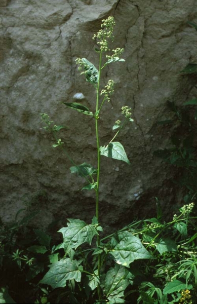 Pflanzenbild gross Bastard-Gänsefuss - Chenopodium hybridum