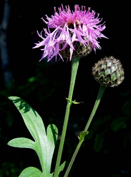 Pflanzenbild gross Skabiosen-Flockenblume - Centaurea scabiosa