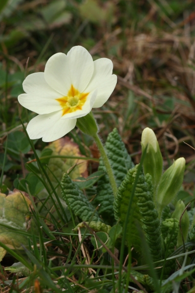 Pflanzenbild gross Stängellose Schlüsselblume - Primula acaulis