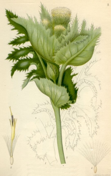 Pflanzenbild gross Kohldistel - Cirsium oleraceum