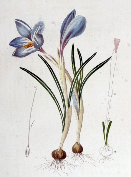Pflanzenbild gross Frühlings-Krokus - Crocus albiflorus