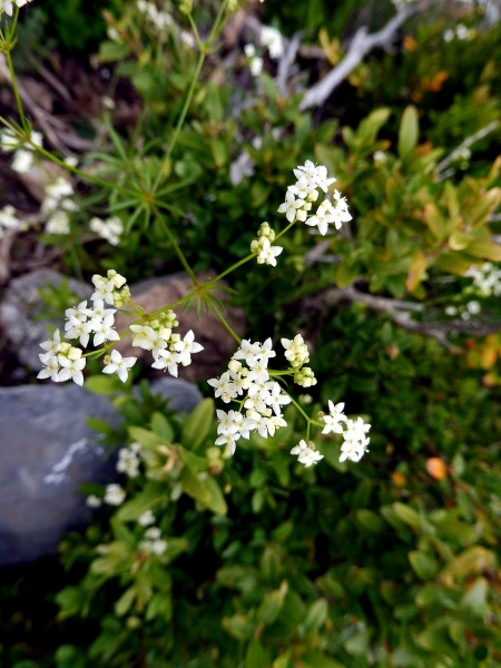 Pflanzenbild gross Glänzendes Labkraut - Galium lucidum