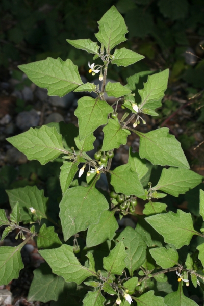 Pflanzenbild gross Schwarzer Nachtschatten - Solanum nigrum