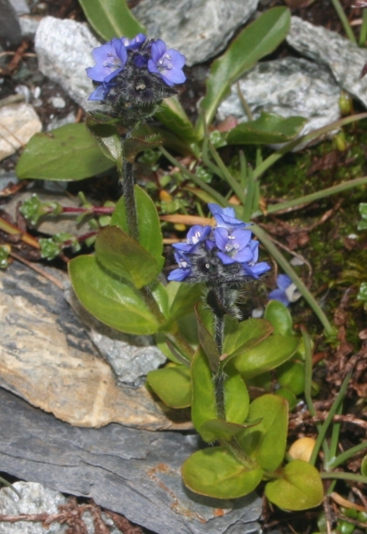 Pflanzenbild gross Alpen-Ehrenpreis - Veronica alpina