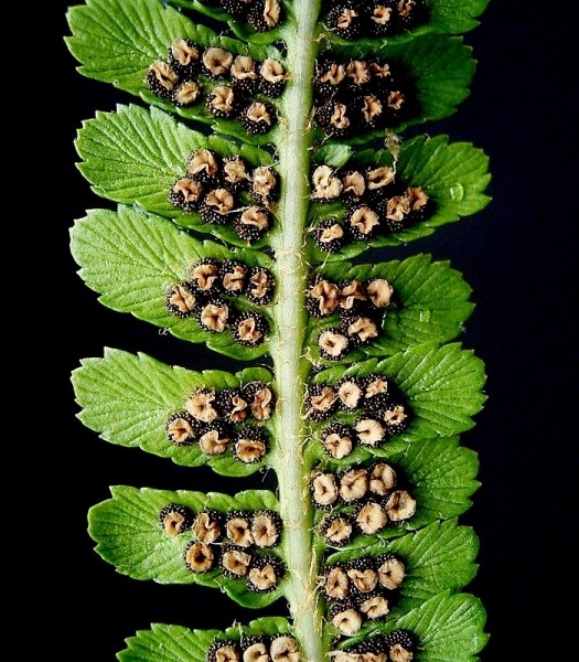 Pflanzenbild gross Echter Wurmfarn - Dryopteris filix-mas