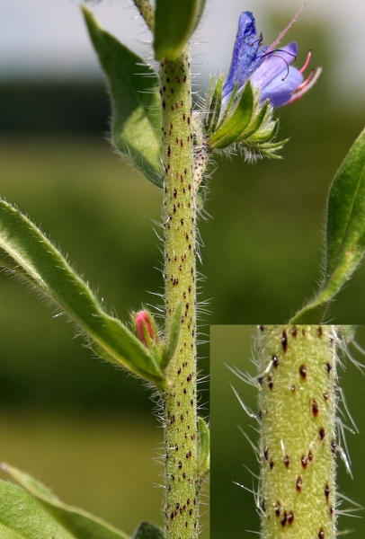 Pflanzenbild gross Gemeiner Natterkopf - Echium vulgare