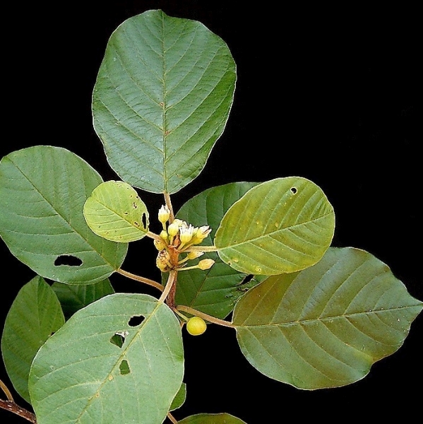 Pflanzenbild gross Faulbaum - Frangula alnus