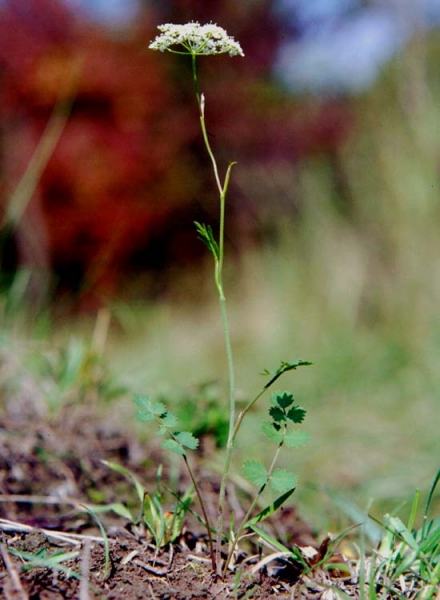 Pflanzenbild gross Gewöhnliche Kleine Bibernelle - Pimpinella saxifraga