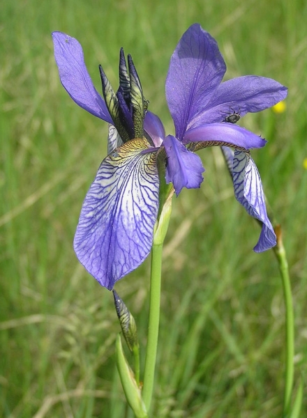 Pflanzenbild gross Sibirische Schwertlilie - Iris sibirica