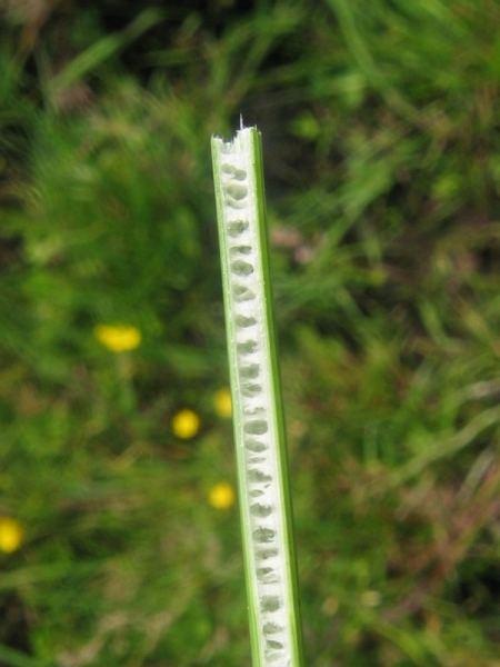Pflanzenbild gross Blaugrüne Binse - Juncus inflexus