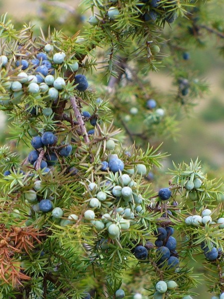 Pflanzenbild gross Gewöhnlicher Wacholder - Juniperus communis subsp. communis