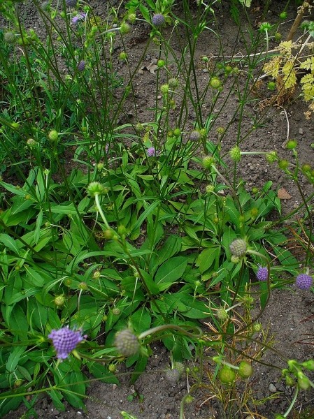 Pflanzenbild gross Abbisskraut - Succisa pratensis