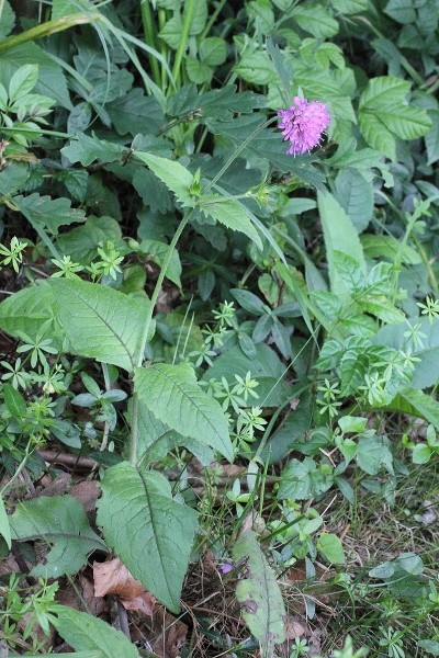 Pflanzenbild gross Wald-Witwenblume - Knautia dipsacifolia