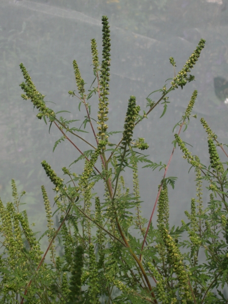 Pflanzenbild gross Aufrechtes Traubenkraut - Ambrosia artemisiifolia