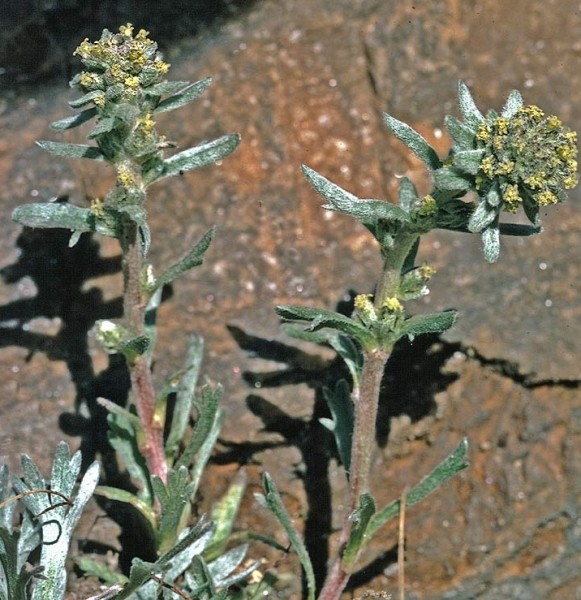 Pflanzenbild gross Ährige Edelraute - Artemisia genipi