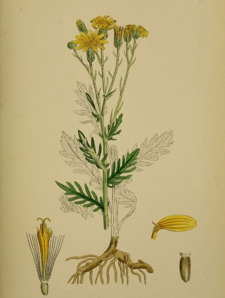 Pflanzenbild gross Raukenblättriges Greiskraut - Senecio erucifolius