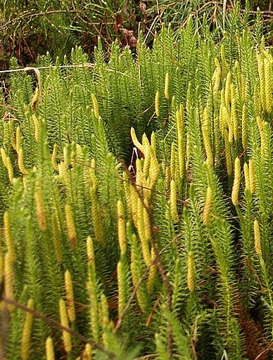 Pflanzenbild gross Wald-Bärlapp - Lycopodium annotinum