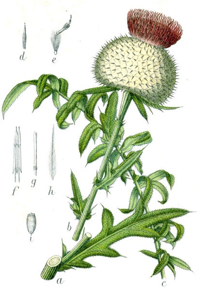 Pflanzenbild gross Wollköpfige Kratzdistel - Cirsium eriophorum subsp. eriophorum