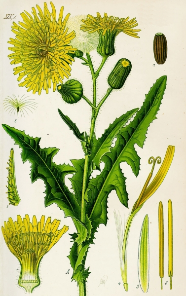 Pflanzenbild gross Gewöhnliche Acker-Gänsedistel - Sonchus arvensis subsp. arvensis