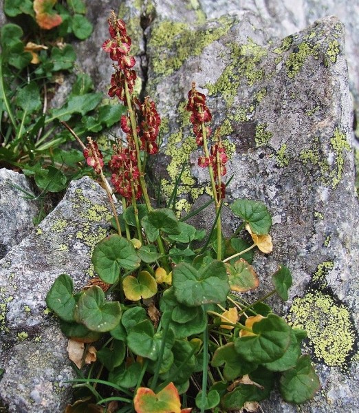 Pflanzenbild gross Säuerling - Oxyria digyna