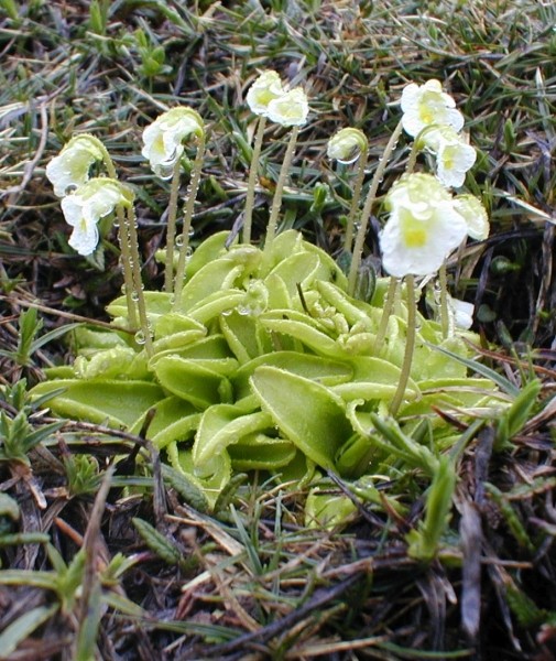 Pflanzenbild gross Alpen-Fettblatt - Pinguicula alpina