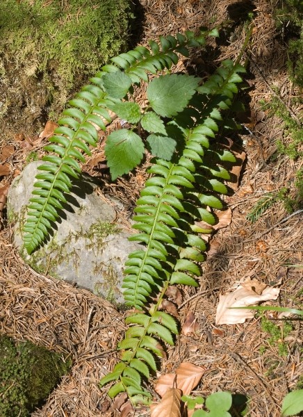 Pflanzenbild gross Lanzenfarn - Polystichum lonchitis