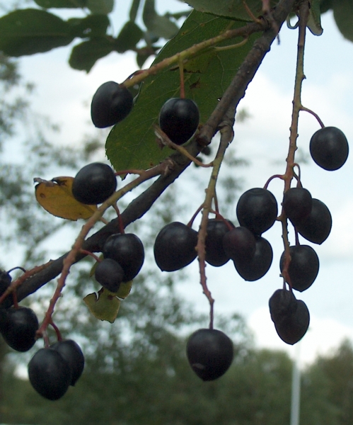 Pflanzenbild gross Traubenkirsche - Prunus padus