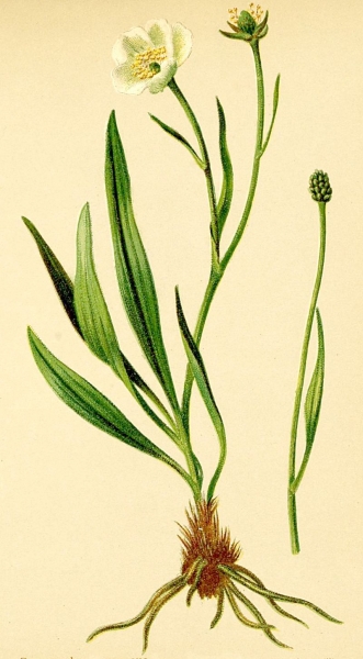 Pflanzenbild gross Wegerich-Hahnenfuss - Ranunculus kuepferi