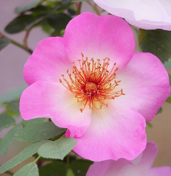 Pflanzenbild gross Hunds-Rose - Rosa canina aggr.