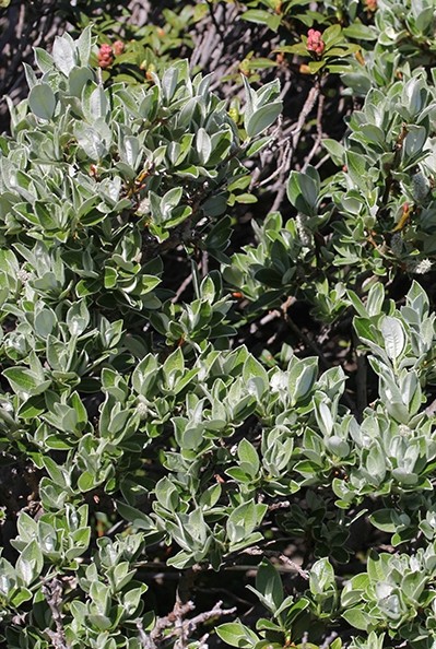 Pflanzenbild gross Schweizer Weide - Salix helvetica