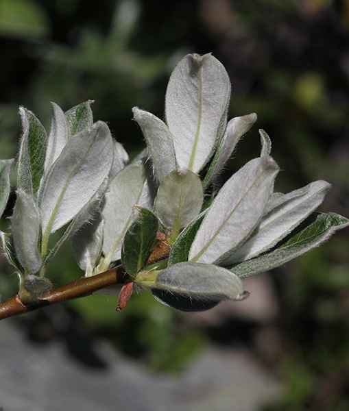 Pflanzenbild gross Schweizer Weide - Salix helvetica