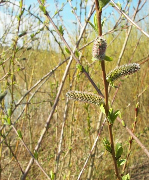 Pflanzenbild gross Purpur-Weide - Salix purpurea