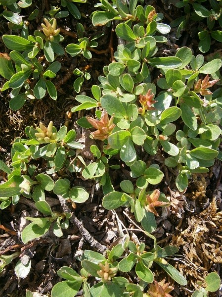 Pflanzenbild gross Stumpfblättrige Weide - Salix retusa