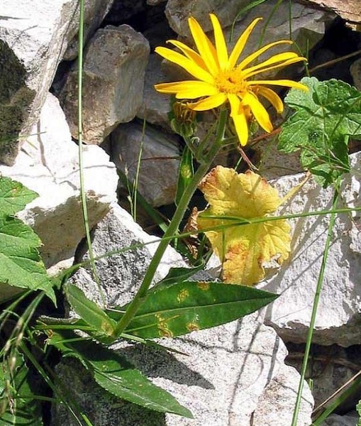 Pflanzenbild gross Gämswurz-Greiskraut - Senecio doronicum