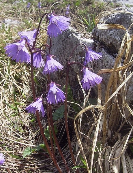 Pflanzenbild gross Grosses Alpenglöckchen - Soldanella alpina