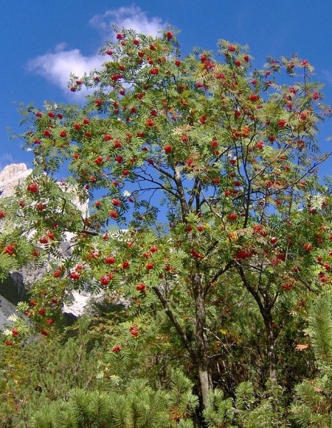 Pflanzenbild gross Vogelbeerbaum - Sorbus aucuparia