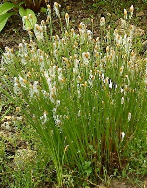 Pflanzenbild gross Alpen-Haarbinse - Trichophorum alpinum