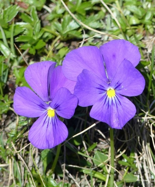 Pflanzenbild gross Langsporniges Stiefmütterchen - Viola calcarata