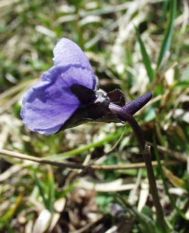 Pflanzenbild gross Langsporniges Stiefmütterchen - Viola calcarata