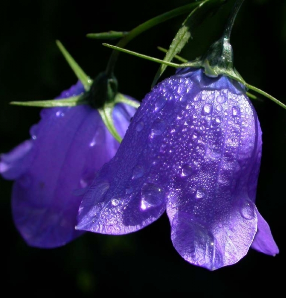 Pflanzenbild gross Rautenblättrige Glockenblume - Campanula rhomboidalis