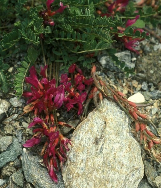 Pflanzenbild gross Französischer Tragant - Astragalus monspessulanus