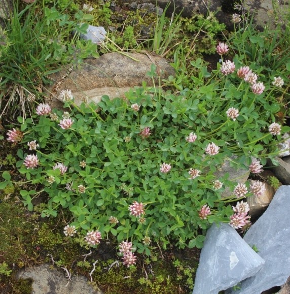Pflanzenbild gross Thals Klee - Trifolium thalii