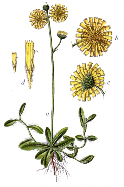 Pflanzenbild gross Öhrchen-Habichtskraut - Hieracium lactucella